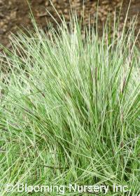 Agrostis canina 'Silver Needles'
